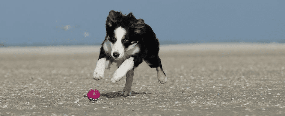 cane in spiaggia