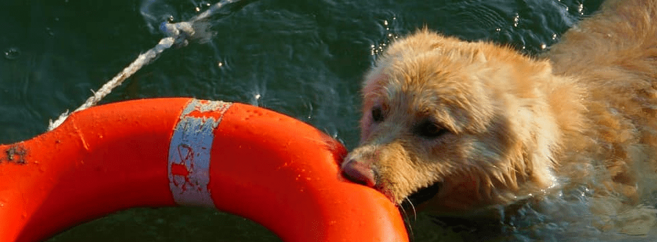 vacanza con il cane in veneto