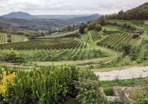 Euganean hills day trip from Venice
