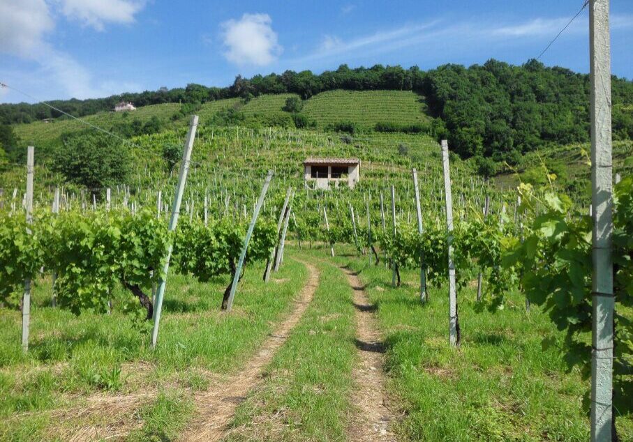 veneto wine tours from Venice Prosecco hills
